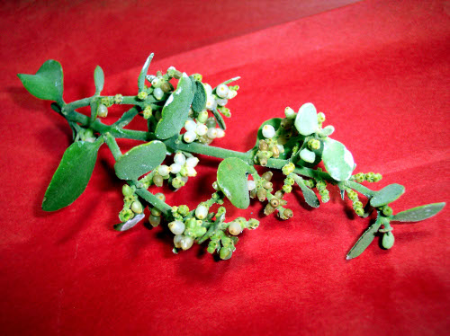 mistletoe sprig